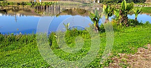 natural tropical lake in the interior of Brazil with grass vegetations and plants