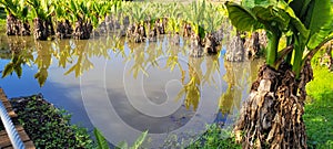 natural tropical lake in the interior of Brazil with grass vegetations and plants