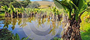 natural tropical lake in the interior of Brazil with grass vegetations and plants