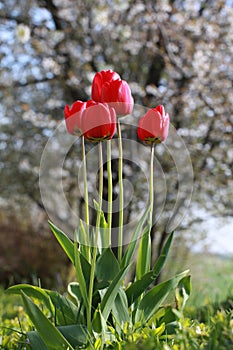 Natural tulips standing tall and very red