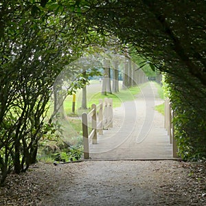 Natural tunnel in the forest