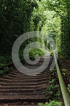 Natural tunnel of love emerging from the trees