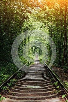 Natural tunnel of love emerging from the trees