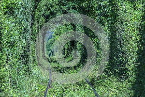 Natural tunnel of love formed by trees