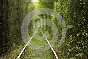 Natural tunnel of love formed by trees in Ukraine, Klevan. old railway in the beautiful tunnel in summer day. photo out of focus