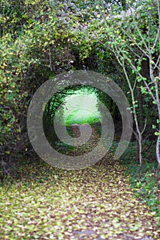 Natural tunnel made of trees to symbolise path, new spirituality