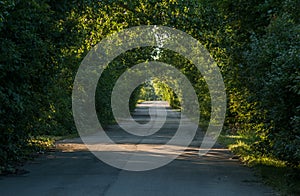 A natural tunnel of trees on a country road. Selective focus