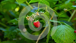 Natural twig with ripe red currant in the garden, ripe red berryNatural raspberry on a bush branch, ripe raspberries in the garden