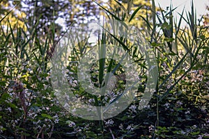 Natural uncultivated forest vegetation near a marsh