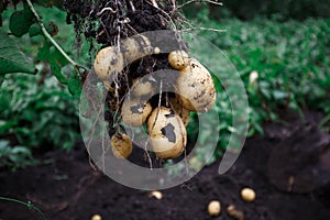 Natural vegetable fresh agriculture food. Raw green potato in the ground