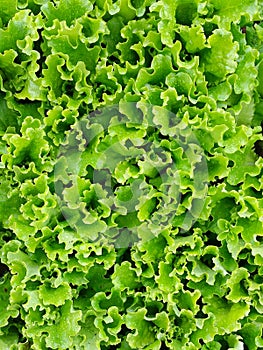 Lettuce salad greenbackground foliage leaves