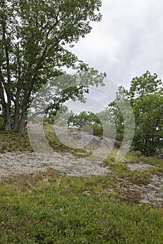 Natural vegetation on glacial bedrock in Torrance barrens