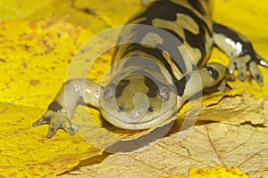 Natural vertical closeup of the Barred tiger salamander , Ambystoma mavortium on yellow fallen leafs