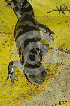 Natural vertical closeup of the Barred tiger salamander , Ambystoma mavortium on yellow fallen leaves