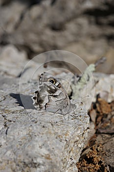 Vertical closeup on a Mediterranean striped Grayling Hipparchia fidia with closed wings on a stone photo