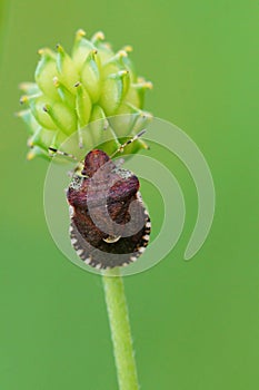 Vertical closeup on a plant parasite brown bug, Dyroderes umbraculatus on it\'s host plant photo