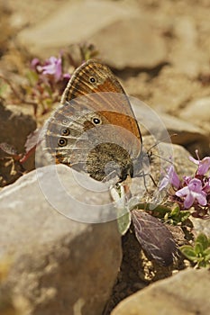 Vertical closeup on a rare and endangered Pearly Heath, Coenonympha arcania