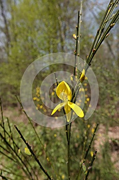 Vertical wide ange shot on, a yellow flower of common or Scotch broom, Cytisus scoparius
