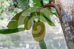 Natural vietnamese jackfruit growing on a tree