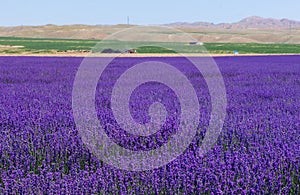 Natural view of a beautiful Lavender field in Huocheng, Xinjiang, China