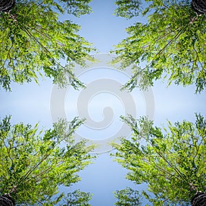 A natural view from below of the crowns and tops of birch trees extending up to a blue sky with clouds and bright green leaves