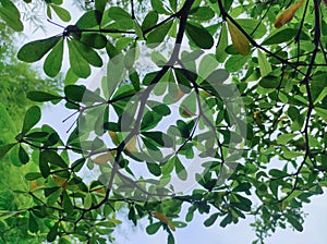 A natural view of big branch with blur green leaves. Photo taken from under the tree.