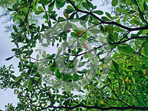 A natural view of big branch with blur green leaves taken from under the tree.