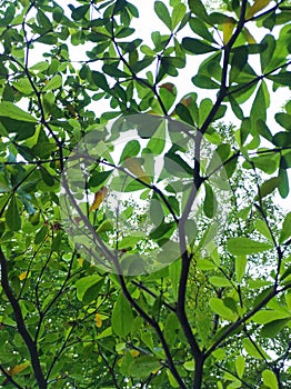 A natural view of big branch with green leaves taken from under the tree.