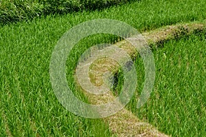 Natural View Of Curved Paddy Field Dikes Between The Rice Plants photo