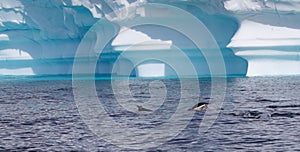 Natural view of Gentoo penguins swimming in Antarctica