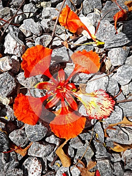 natural view of gray chippings and royal poinciana for designs art works wallpapers backgrounds and screen savers