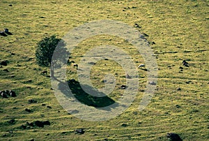 Natural view of horses grazing in an open green field with a lone tree in the countryside