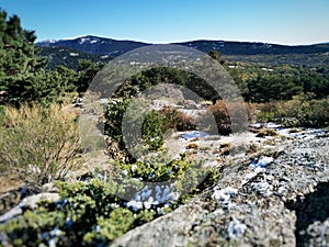 Natural view of melting snow on the field in Cercedilla, Sierra de Guadarrama in Spain photo