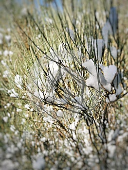 Natural view of melting snow on trees in Cercedilla, Sierra de Guadarrama in Spain photo