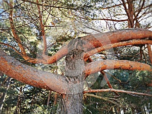 Natural view of a pine tree with big branches in Cercedilla, Sierra de Guadarrama, Spain photo