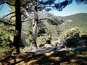 Natural view of pine trees in Cercedilla, Sierra de Guadarrama, Spain photo