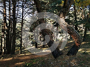 Natural view of pine trees in Cercedilla, Sierra de Guadarrama, Spain photo