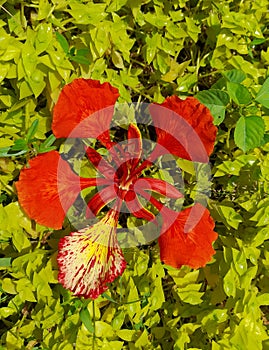 natural view of small leaf spiderwort and royal poinciana contrast beauty for decorations screen savers wallpapers and backgrounds