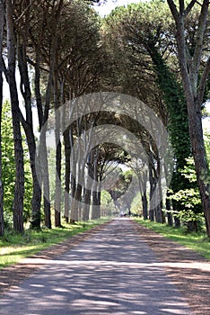 Natural view of a walkway in a park with tall trees on both sides