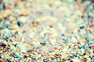 Natural vintage colorful coquina shells background