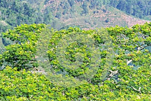 Natural wall of blooming albizia