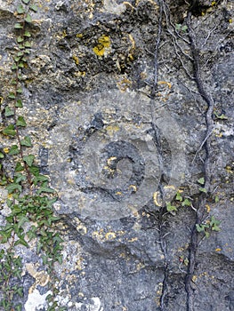 Natural wall rocks stone in a forest with liken. Background or digital use