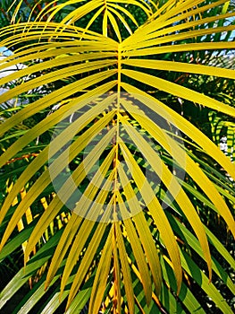 natural wallpaper with close up palm leaf in a warm sun light