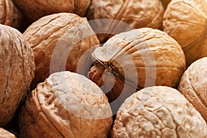 Natural Walnuts in shell background dramatic contrast