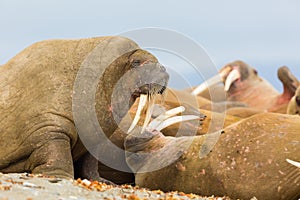Natural walruses odobenus rosmarus lying on sandy beach