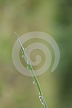 Natural Water Drop in the forest