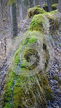 Natural water flow on a chalk drain in Altmuehltal Germany called "Steinerne Rinne"