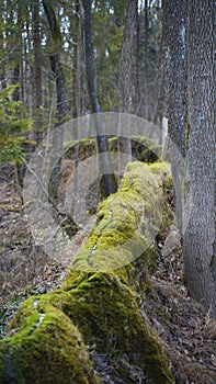 Natural water flow on a chalk drain in Altmuehltal Germany called "Steinerne Rinne"