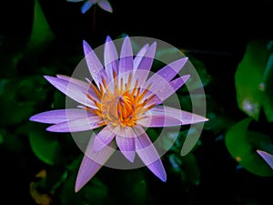Natural Water Lilly HD Background