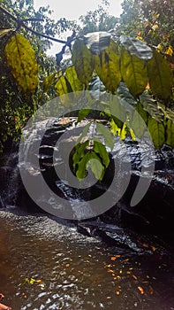 Natural waterfall tropical forest srilanka